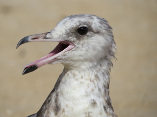 Seagull left profile