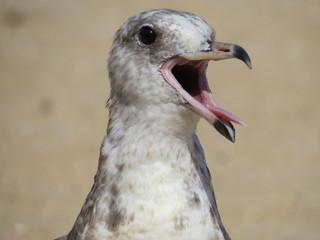 Seagull right profile 