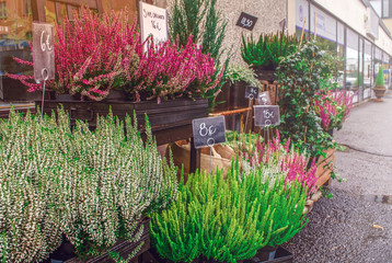 Street showcase with flowers. Sale of plants. 