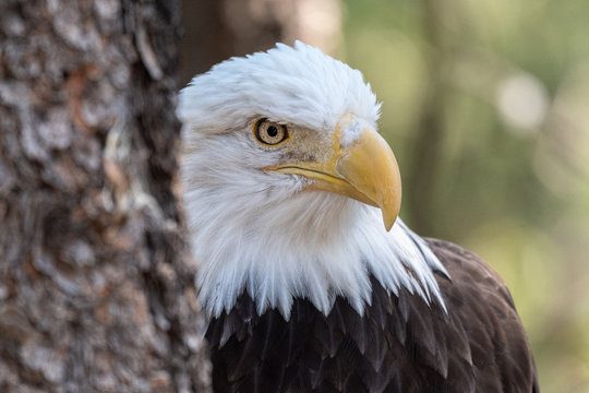 Close up images of the face of a North American Bald Eagle