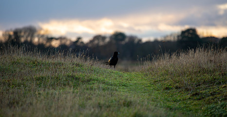 A crow stops for a while