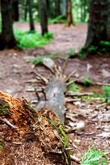 Carpathian tree forest in summer
