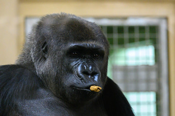 Close up of Gorilla faces at the zoo