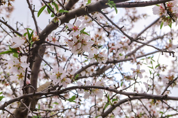 Branches of the almond tree.