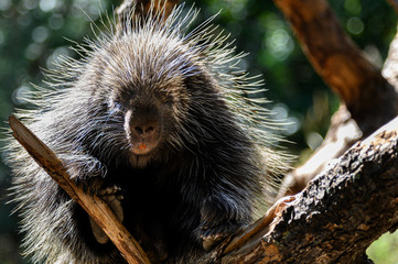 Close up images of African Cape Porcupine