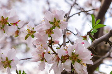 Branches of the almond tree.