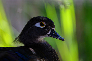 Close up image of a dark feathered duck head with beautiful green defocused background