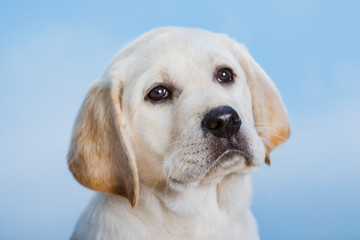 Labrador puppy