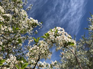 Curved arc blossoming cherry branch on a background of blue and white stripes of the sky surrounded by other branches. Photo from a mobile phone in natural daylight on a Sunny day