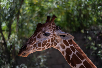 Close up of a Giraffe face.