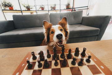 red and white border collie dog playing chess indoors