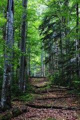 Path in the Carpathian forest