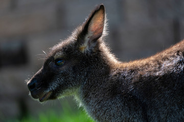 Close up images of a Kangaroo