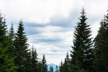 mountains through the coniferous forest