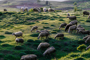 herding sheep in green-coloured grassland in Turkey