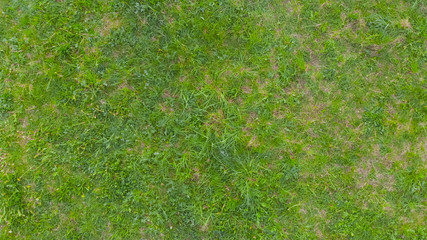 Green grass in the field. View from above.