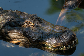 Close up of an American Alligator