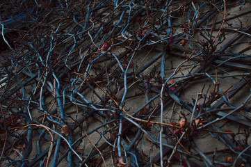 Grapevine weaves along the wall