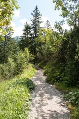 Fototapeta na wymiar Wanderweg im Wald um den Achensee 