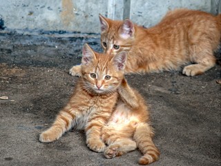 Ginger kittens on the street play and lick themselves.