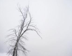 Single leafless tree, covered with snow in winter fog on background