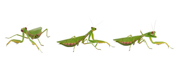 three green mantis on a white background, insect in different poses
