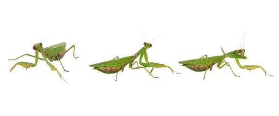 Foto op Plexiglas three green mantis on a white background, insect in different poses © nndanko