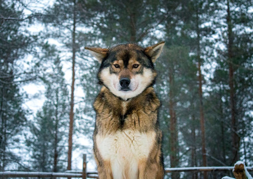 Finland - Lapland