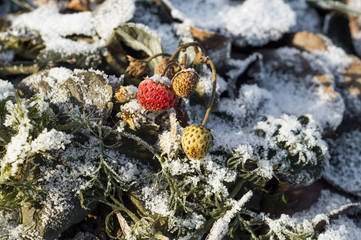 Remontant strawberries in late autumn-late November, red and yellow berries covered with snow, snow-covered ground, dry leaves and green dill.  First snow, frost.