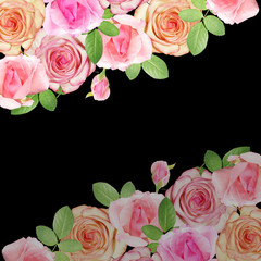 Beautiful floral background of pink roses. Isolated