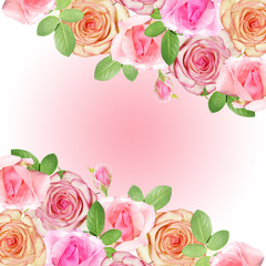 Beautiful floral background of pink roses. Isolated