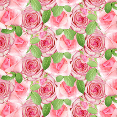 Beautiful floral background of pink roses. Isolated