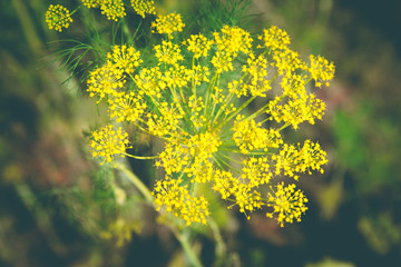 Close-up, dill on blurry background, crop and fresh smell of greenery.