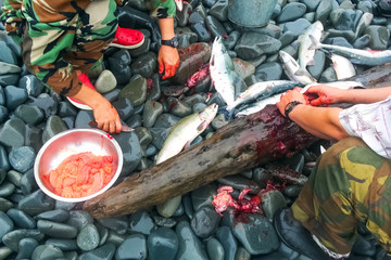Obraz premium Butchering salmon outdoors for caviar. Red caviar salmon alive.