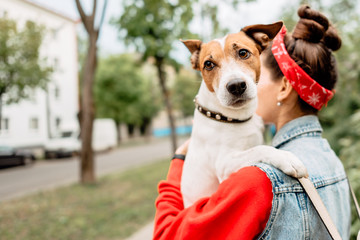 Jack Russell Terrier in the park on the street,dog in the arms of woman, girl carries dog along the street