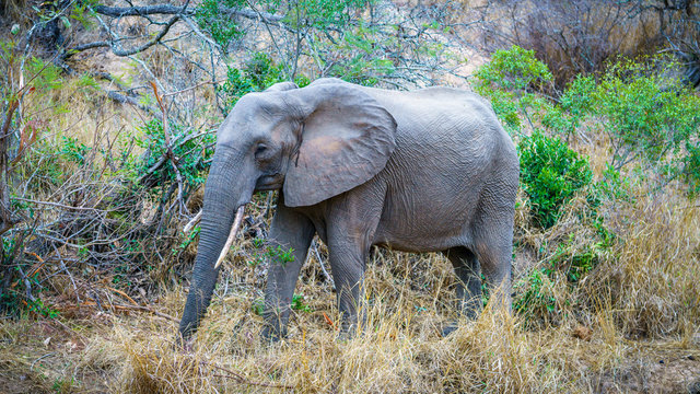 elephant in kruger national park, mpumalanga, south africa 1