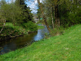 ruisseau en été, au bord du bois