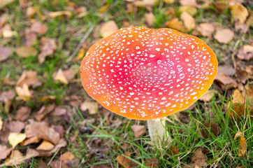 Single big fly agaric (Amanita muscaria). Toxic mushroom with red and white dots. Top view.