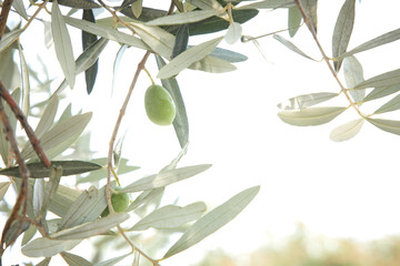 olive tree branches with leaves and fruits