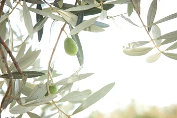 Fotobehang olive tree branches with leaves and fruits © fox17