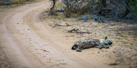 Fototapeta na wymiar hyena in kruger national park, mpumalanga, south africa 8