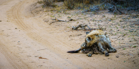 hyena in kruger national park, mpumalanga, south africa 22