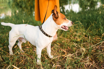 Jack Russell Terrier in park outdoors, beautiful dog outdoors