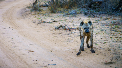 hyena in kruger national park, mpumalanga, south africa 42