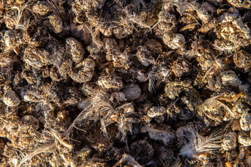 Chicken manure can be used to produce fertilizer for use in agriculture.