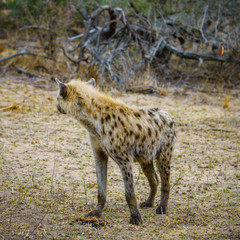 hyena in kruger national park, mpumalanga, south africa 64