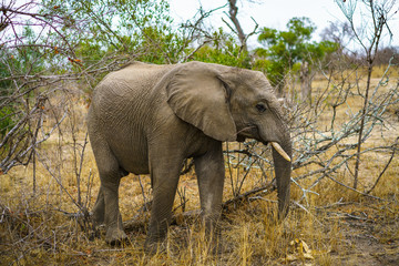 Fototapeta na wymiar elephant in kruger national park, mpumalanga, south africa 25