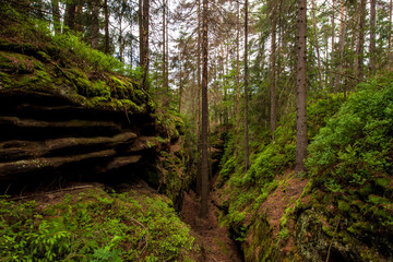Sächsische Schweiz Waldweg