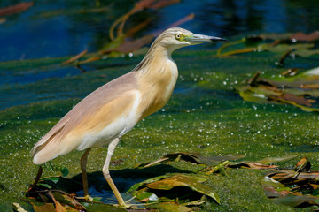 fishing Ardeola ralloides in Antalya