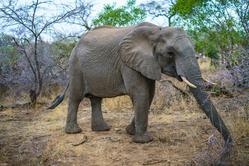 elephant in kruger national park, mpumalanga, south africa 32